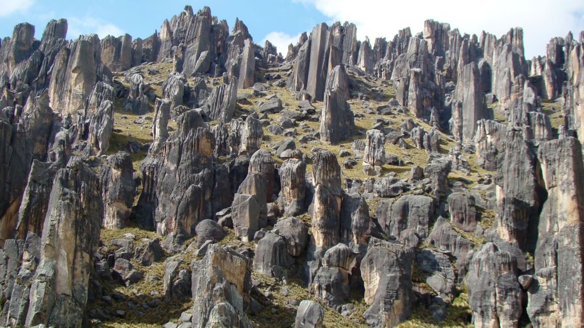 Raíces de Piedra – imagen 1