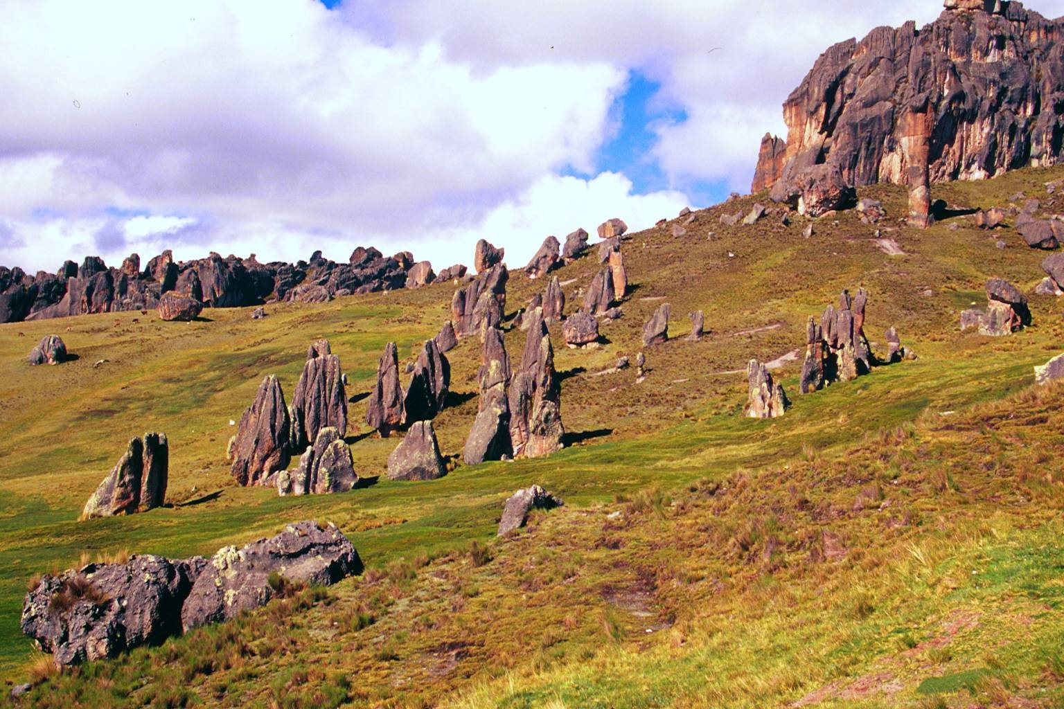 Raíces de Piedra – imagen 3